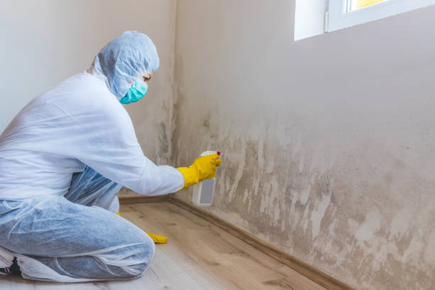 Licensed Mold Testing service in Linden, NC - WQB Mold Removal